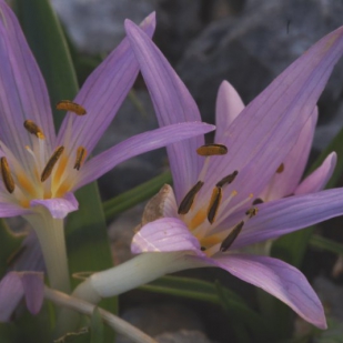 Colchicum cupanii